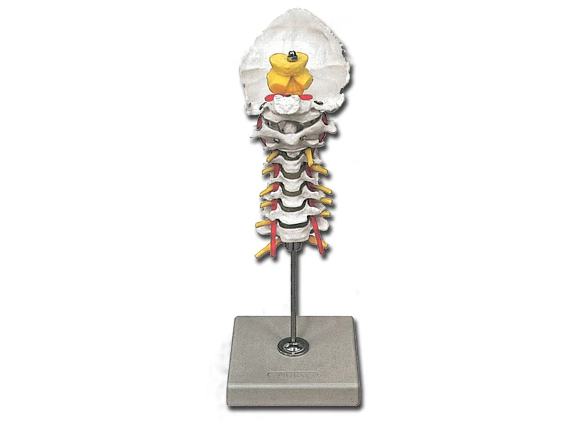 Modello colonna cervicale - 1 pz. - Modello anatomico dettagliato per studio clinico, leggero e resistente.