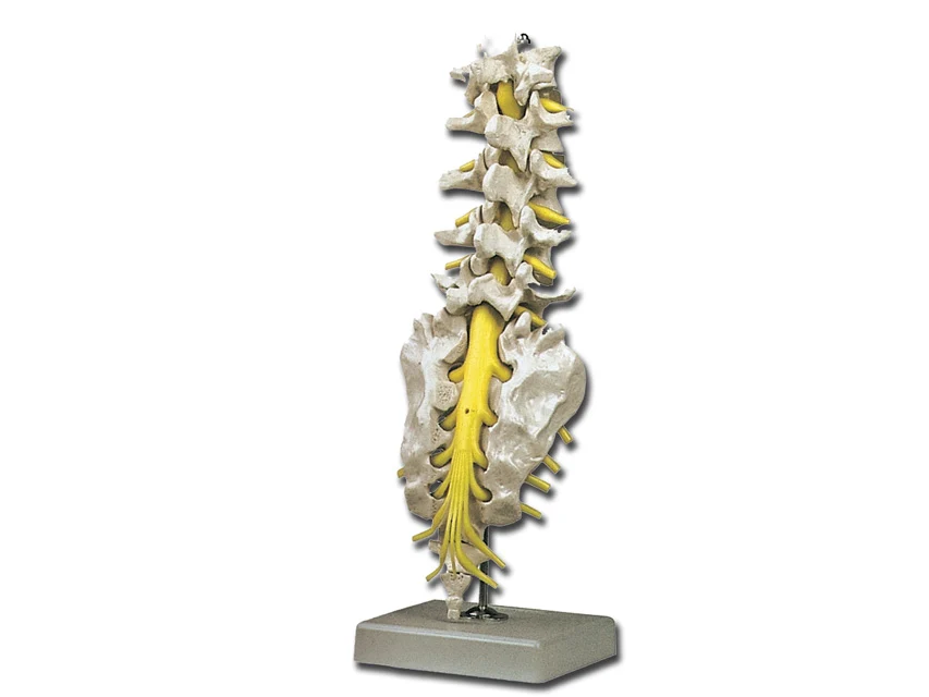 Modello colonna lombare - 1 pz. - Modello realistico della colonna lombare GIMA, essenziale per studio e pratica professionale.